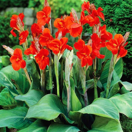 Canna Flower seeds for Planting Fragrant Blossoms, Heirloom & GMO Free Seeds for Home Garden seeds for planting