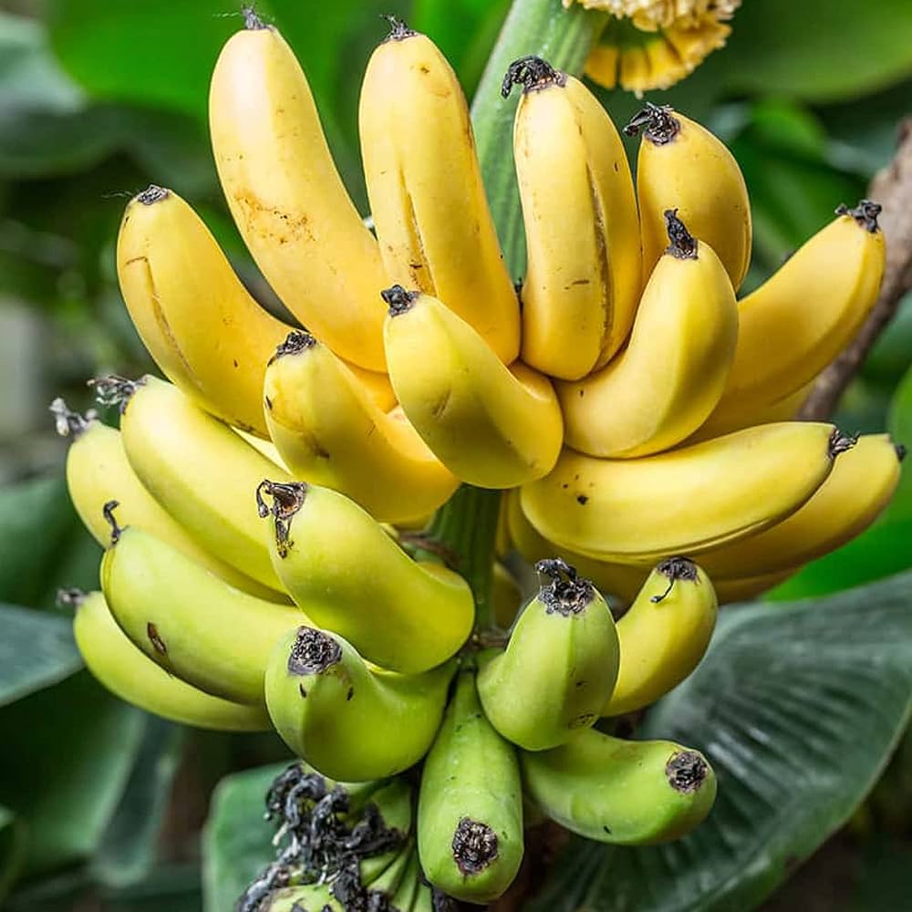 Yellow Banana Fruit Seeds For Planting