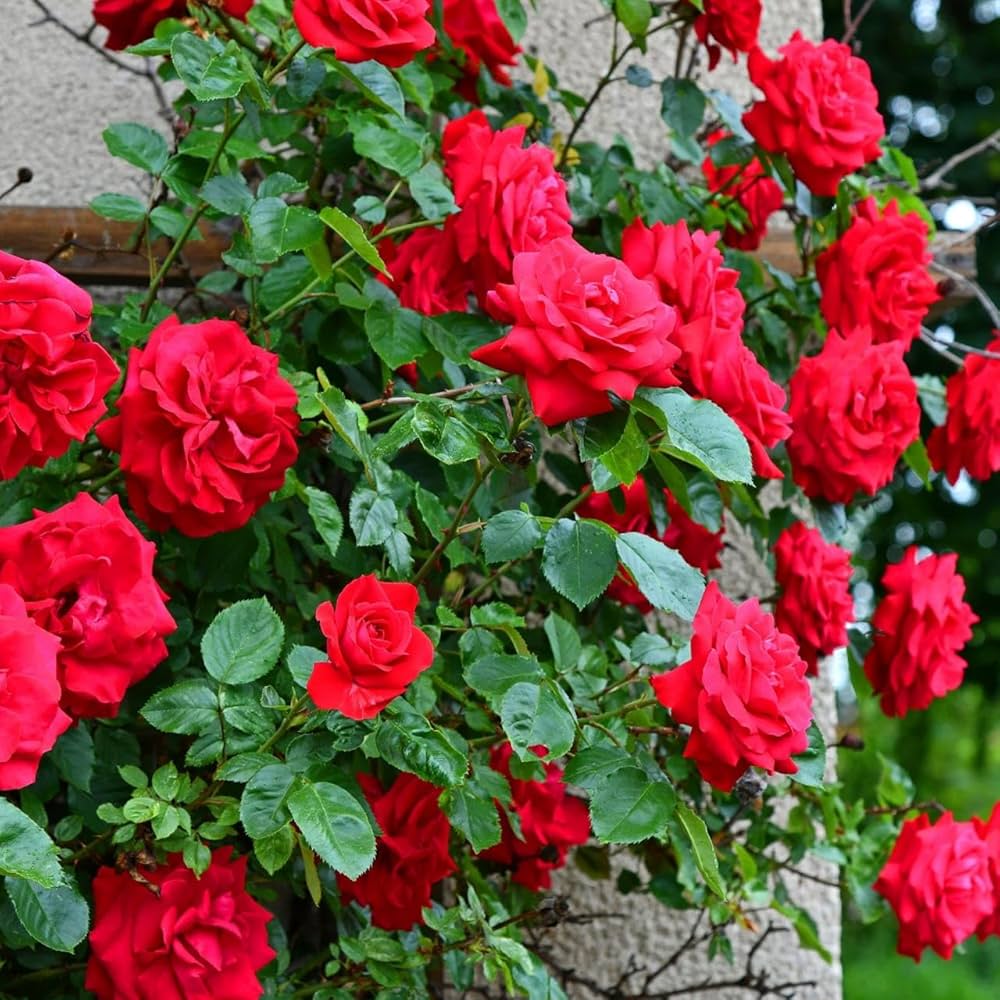 Red Climbing Rose Flower seeds for Planting Drought Tolerant, Heirloom & GMO Free Seeds for Home Garden vegetable and garden seeds