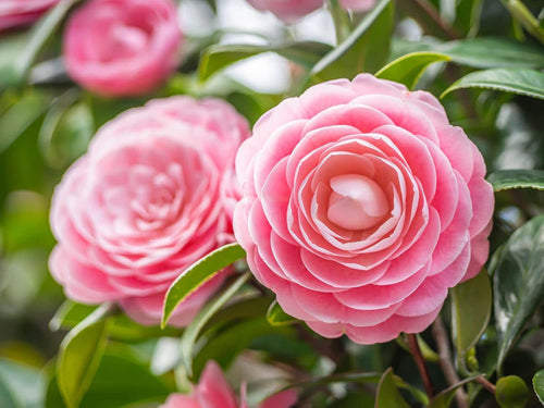 Camellia Japonica Flower seeds for Planting Fragrant Blossoms, Heirloom & GMO Free Seeds for Home Garden seeds for planting
