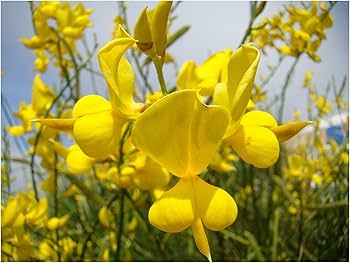 Spartium Flower seeds for Planting Pollinator Friendly Heirloom & GMO Free Seeds for Home Garden