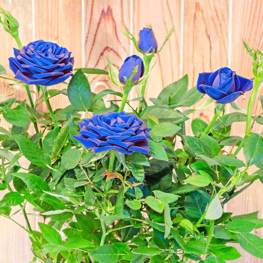Blue Unique Rose Seeds, Heirloom Non-GMO Compact Roses for Garden Planting