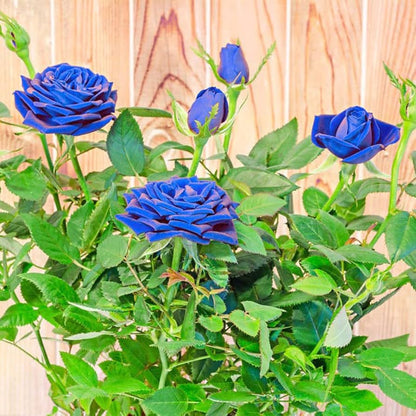 Blue Unique Rose Seeds, Heirloom Non-GMO Compact Roses for Garden Planting