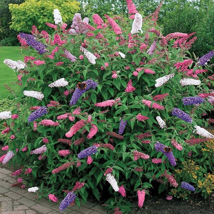Heirloom Buddleia Flower seeds for Planting Perfect for Borders Heirloom & GMO Free Seeds for Home Garden