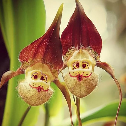 Potted Peru Monkey Face Orchid Seeds Flower seeds for Planting Drought Tolerant Heirloom & GMO Free Seeds for Home Garden