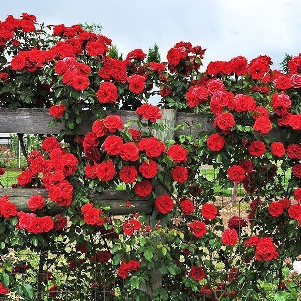 Premium Red Climbing Rose Flower seeds for Planting Drought Tolerant, Heirloom & GMO Free Seeds for Home Garden seeds
