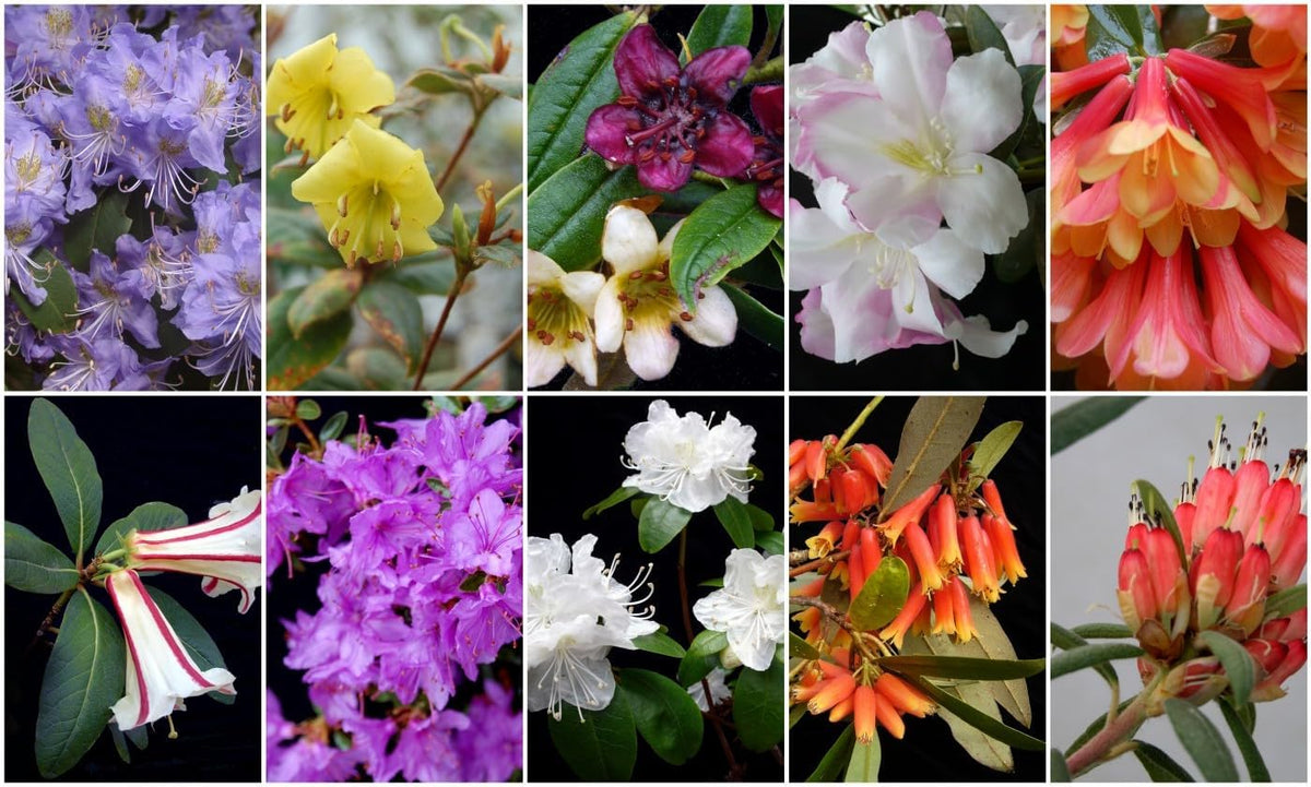 High quality Rhododendron Flower seeds for Planting Garden Favorite Heirloom & GMO Free Seeds for Home Garden seeds pack