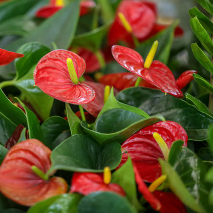 Heirloom Anthurium Flower seeds for Planting Shade Tolerant Heirloom & GMO Free Seeds for Home Garden