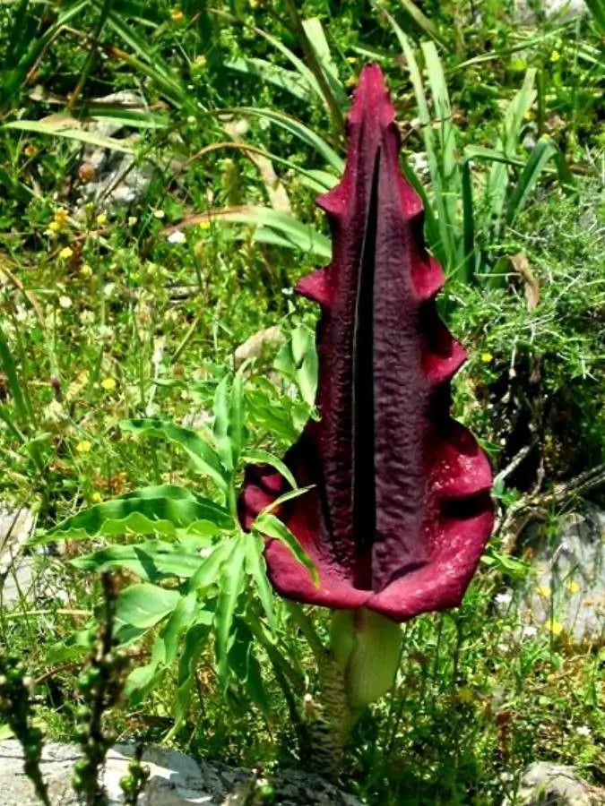 Sauromatum Flower seeds for Planting Garden Favorite, Heirloom & GMO Free Seeds for Home Garden vegetable and garden seeds