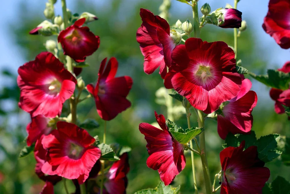 Premium Red Hollyhock Alcea Flower seeds for Planting Drought Tolerant, Heirloom & GMO Free Seeds for Home Garden seeds