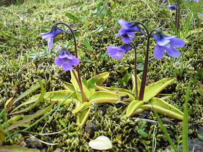 Butterwort flower seeds for Planting - Pollinator Friendly, Heirloom & GMO Free Seeds for Home Garden