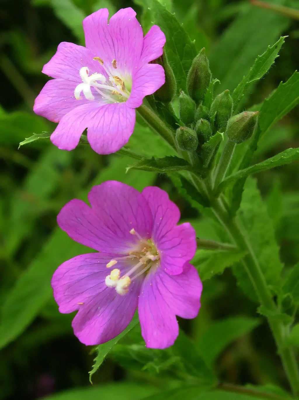 Premium Epilobium Parviflorum Flower seeds for Planting Seasonal Bloomer, Heirloom & GMO Free Seeds for Home Garden seeds