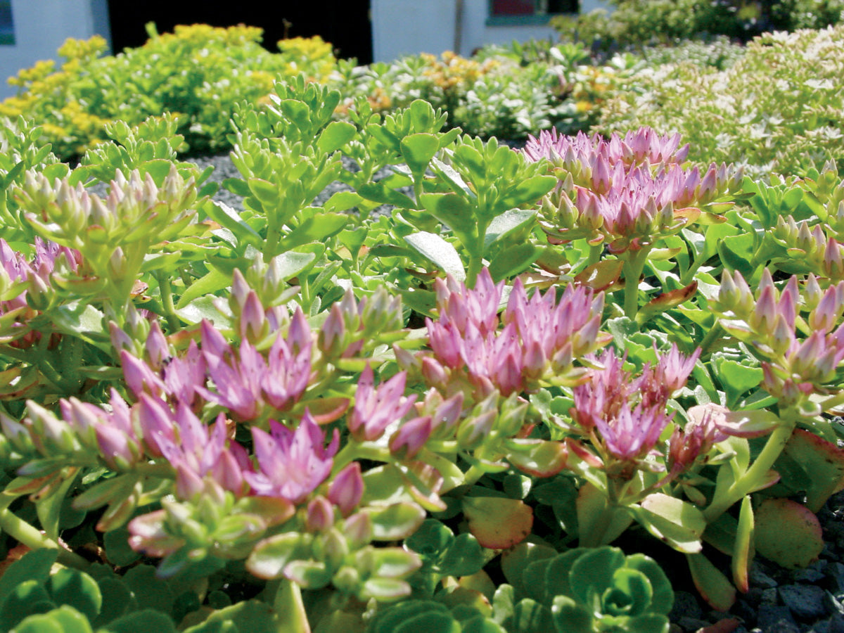 Spurium Flower seeds for Planting Easy to Grow Heirloom & GMO Free Seeds for Home Garden