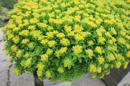 Sedum Golden Carpet Succulent Seeds Flower seeds for Planting Wildflower Mix Heirloom & GMO Free Seeds for Home Garden