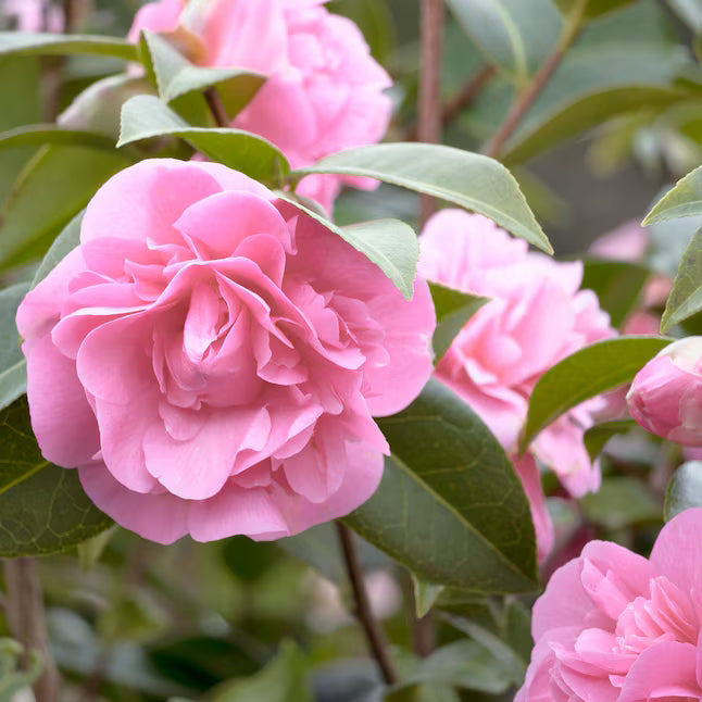 Pink Balsam Camellia Flower seeds for Planting Low Maintenance, Heirloom & GMO Free Seeds for Home Garden vegetable and garden seeds