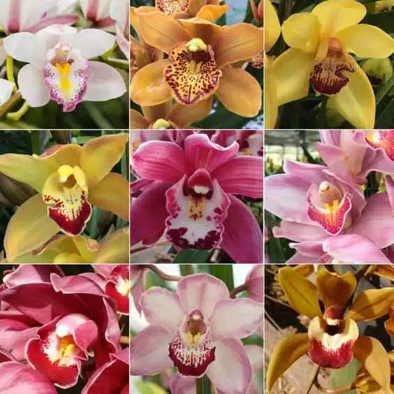 Mixed Cattleya Flower seeds for Planting Cut Flower Favorite, Heirloom & GMO Free Seeds for Home Garden vegetable and garden seeds