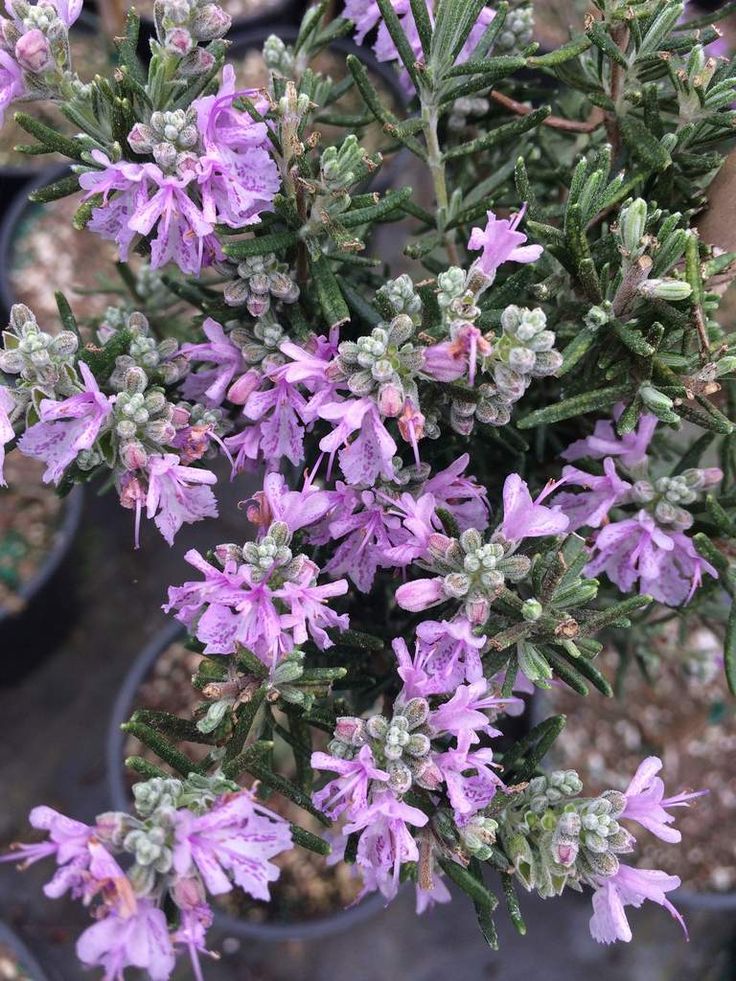 Pink Rosemary Flower seeds for Planting Long Bloom Season, Heirloom & GMO Free Seeds for Home Garden seeds for planting