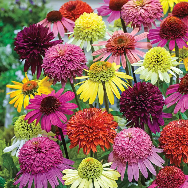 Mixed ConeFlower seeds for Planting Low Maintenance, Heirloom & GMO Free Seeds for Home Garden vegetable and garden seeds