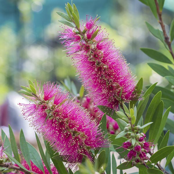 Premium Pink Bottle Brush Flower seeds for Planting Long Bloom Season, Heirloom & GMO Free Seeds for Home Garden seeds