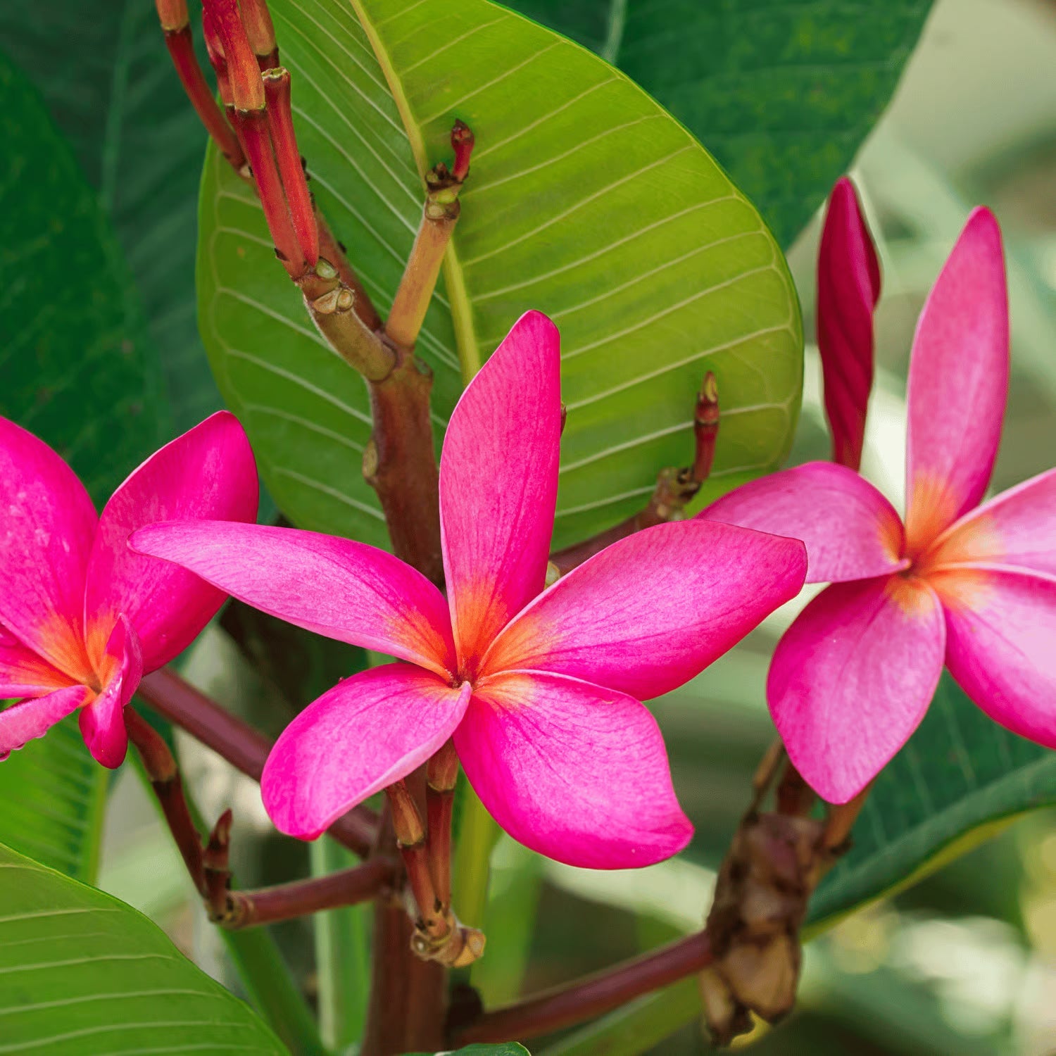 Premium Dark Pink Frangipani Flower seeds for Planting Cottage Garden Essential, Heirloom & GMO Free Seeds for Home Garden seeds