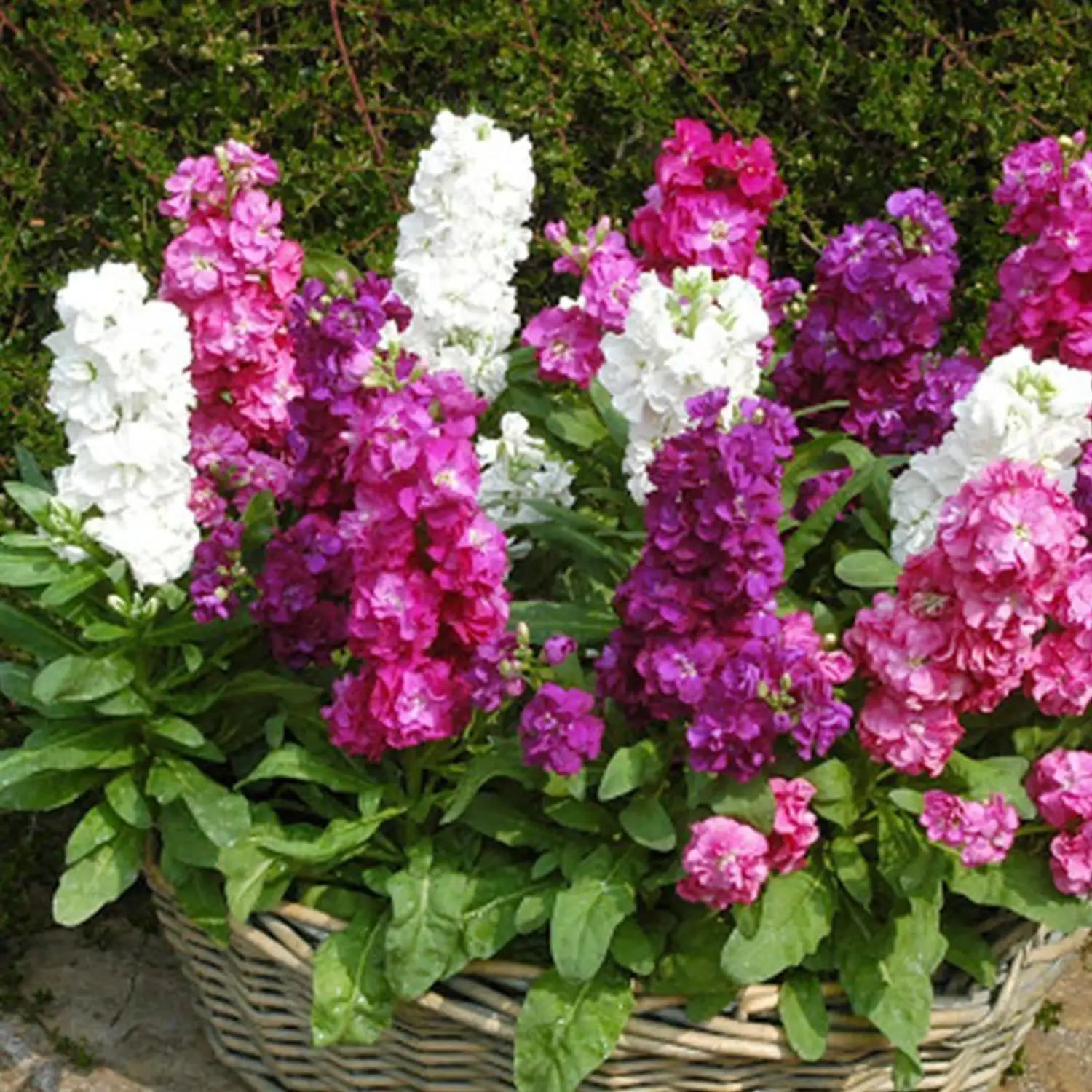 Purple Matthiola Flower seeds for Planting Shade Tolerant, Heirloom & GMO Free Seeds for Home Garden seeds for planting