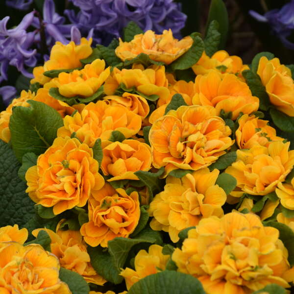 Primula Orange Flower seeds for Planting Cottage Garden Essential, Heirloom & GMO Free Seeds for Home Garden seeds for planting