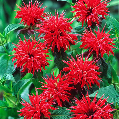 Monarda Flower seeds for Planting Drought Tolerant Heirloom & GMO Free Seeds for Home Garden