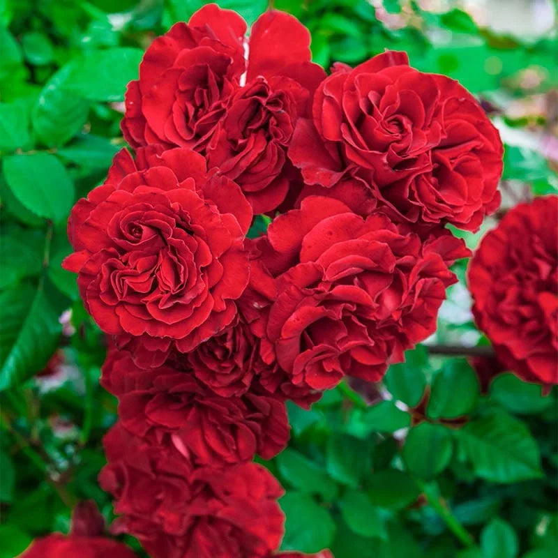 High quality Dark Red Climbing Rose Flower seeds for Planting Shade Tolerant, Heirloom & GMO Free Seeds for Home Garden seeds pack