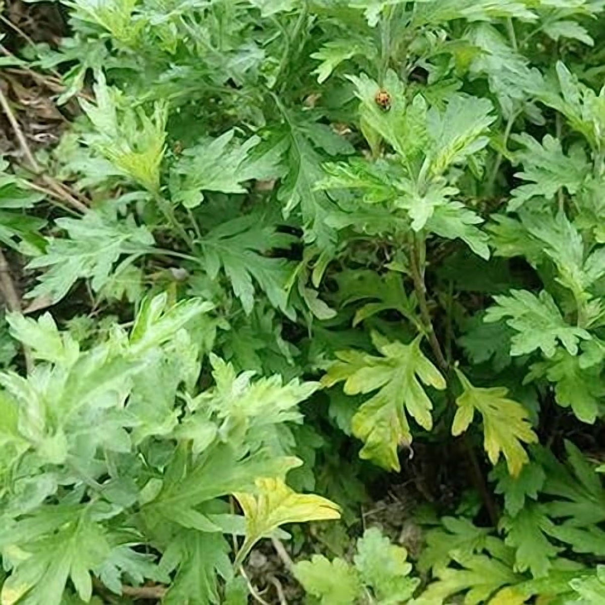 Artemisia Argyi Flower seeds for Planting - Cottage Garden Essential, Heirloom & GMO Free Seeds for Home Garden