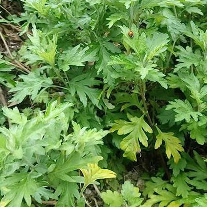 Artemisia Argyi Flower seeds for Planting - Cottage Garden Essential, Heirloom & GMO Free Seeds for Home Garden
