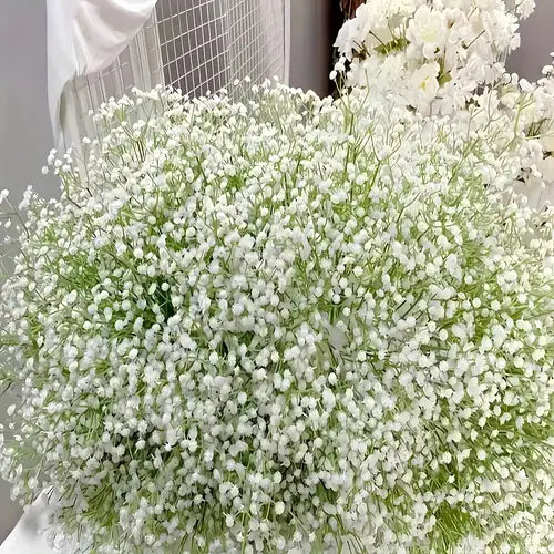 High quality Green Gypsophila Flower seeds for Planting Sun Loving, Heirloom & GMO Free Seeds for Home Garden seeds pack