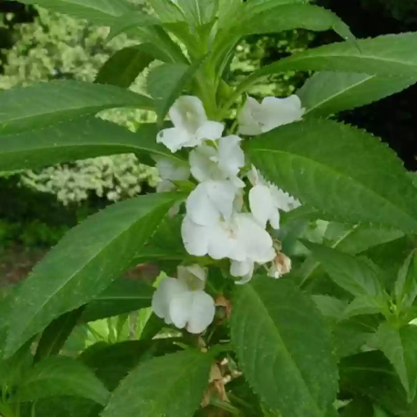 Balsamine Flower seeds for Planting Drought Tolerant, Heirloom & GMO Free Seeds for Home Garden seeds for planting