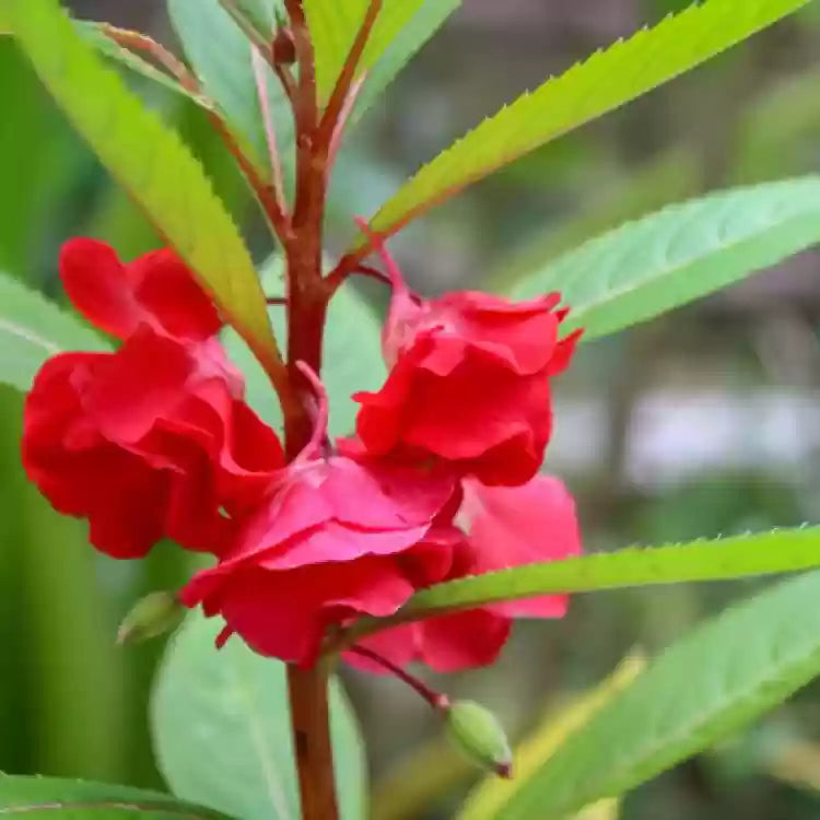 Balsamine Flower seeds for Planting Sun Loving, Heirloom & GMO Free Seeds for Home Garden seeds for planting