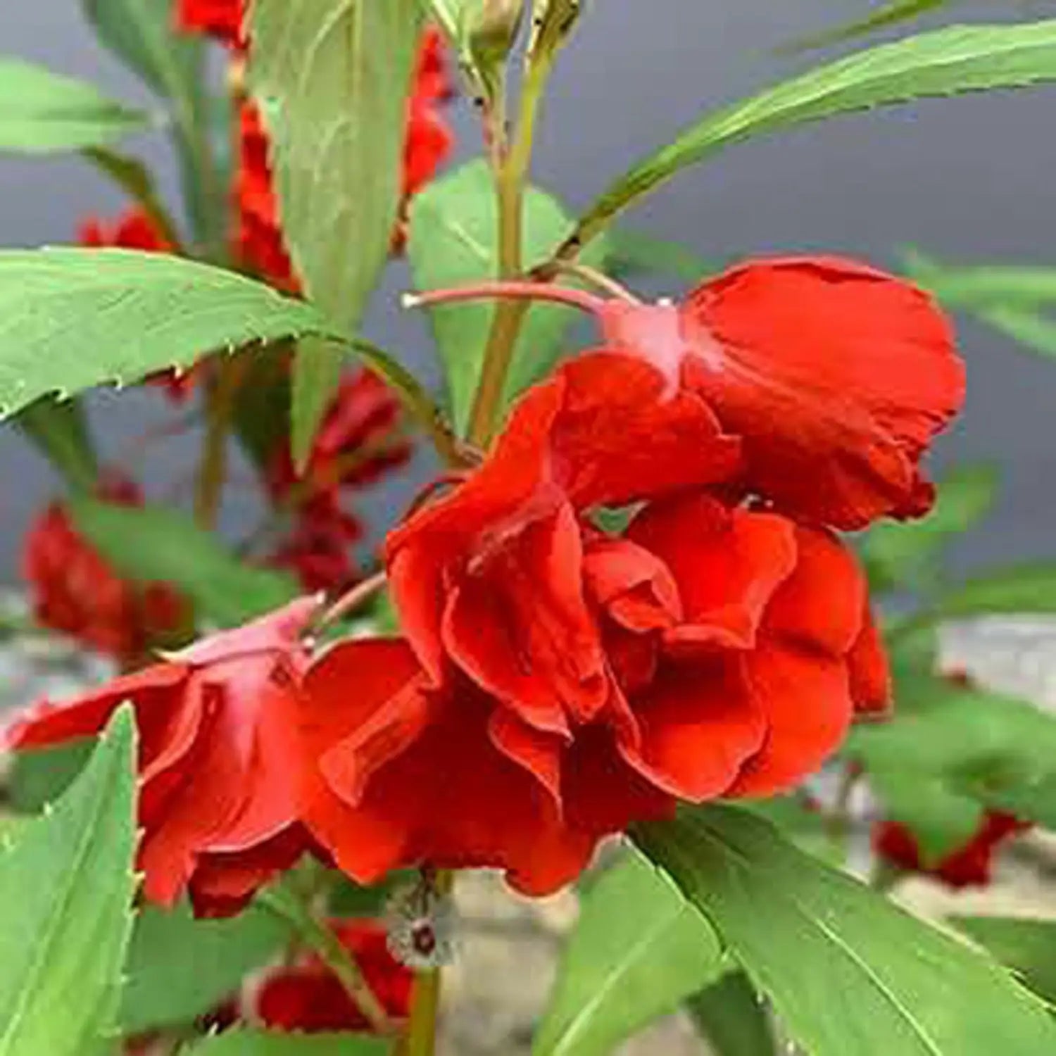 Premium Balsamine Flower seeds for Planting Sun Loving, Heirloom & GMO Free Seeds for Home Garden seeds