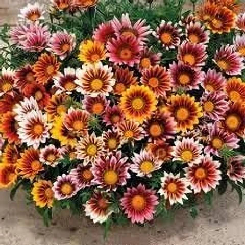 Premium White Orange Gazania Flower seeds for Planting Premium Quality, Heirloom & GMO Free Seeds for Home Garden seeds