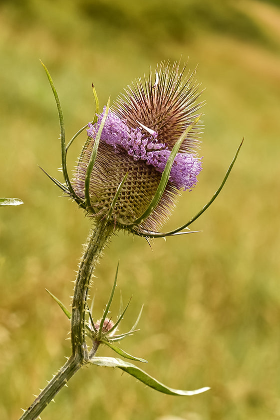 High quality Dipsacus Flower seeds for Planting Wildflower Mix, Heirloom & GMO Free Seeds for Home Garden seeds pack