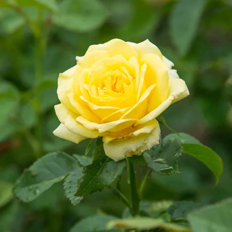 Yellow Rose Flower seeds for Planting Cut Flower Favorite, Heirloom & GMO Free Seeds for Home Garden vegetable and garden seeds