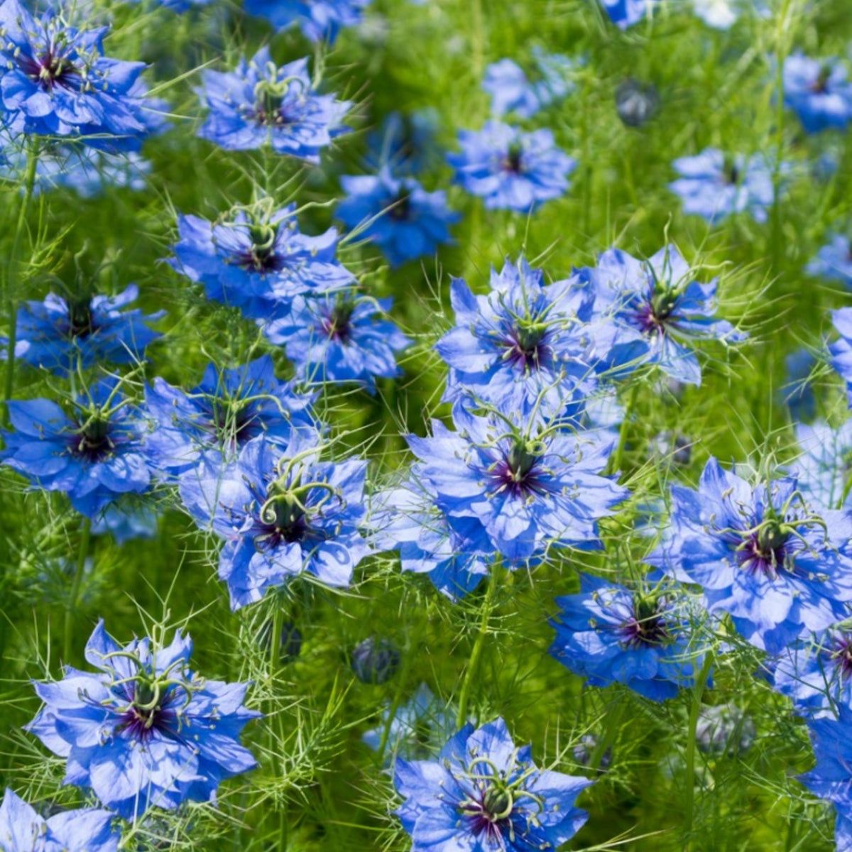 Love in A Mist Flower seeds for Planting Fragrant Blossoms Heirloom & GMO Free Seeds for Home Garden
