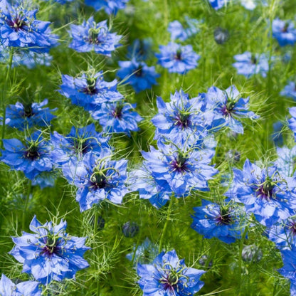 Love in A Mist Flower seeds for Planting Fragrant Blossoms Heirloom & GMO Free Seeds for Home Garden