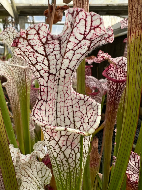 Premium Carnivorous Flower seeds for Planting Garden Favorite, Heirloom & GMO Free Seeds for Home Garden seeds