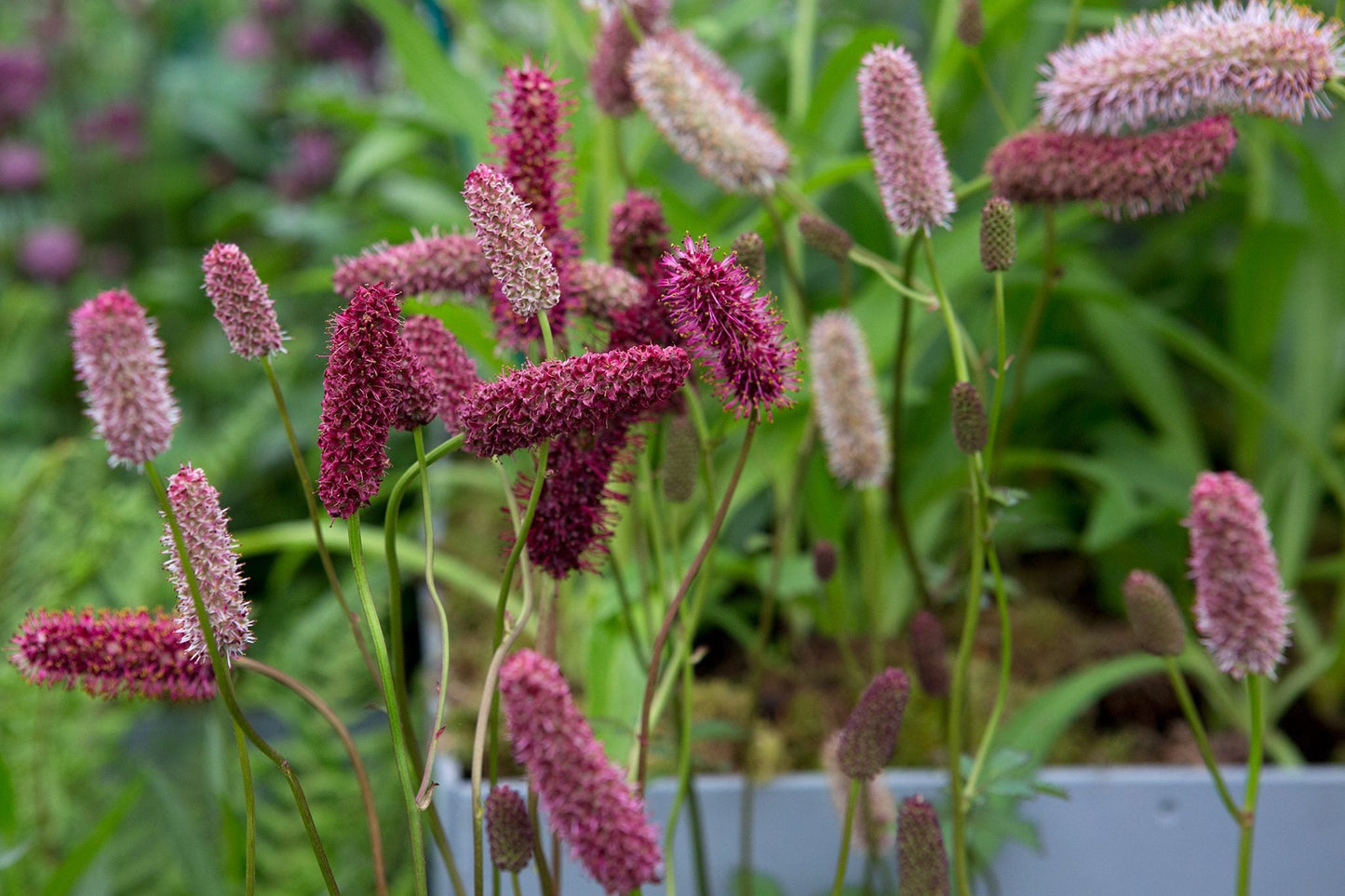 Menzies Burnet Flower seeds for Planting Colorful Display Heirloom & GMO Free Seeds for Home Garden