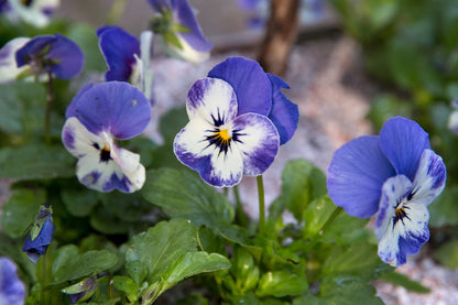 Viola Flower seeds for Planting, Perfect for Borders Heirloom & GMO Free Seeds for Home Garden