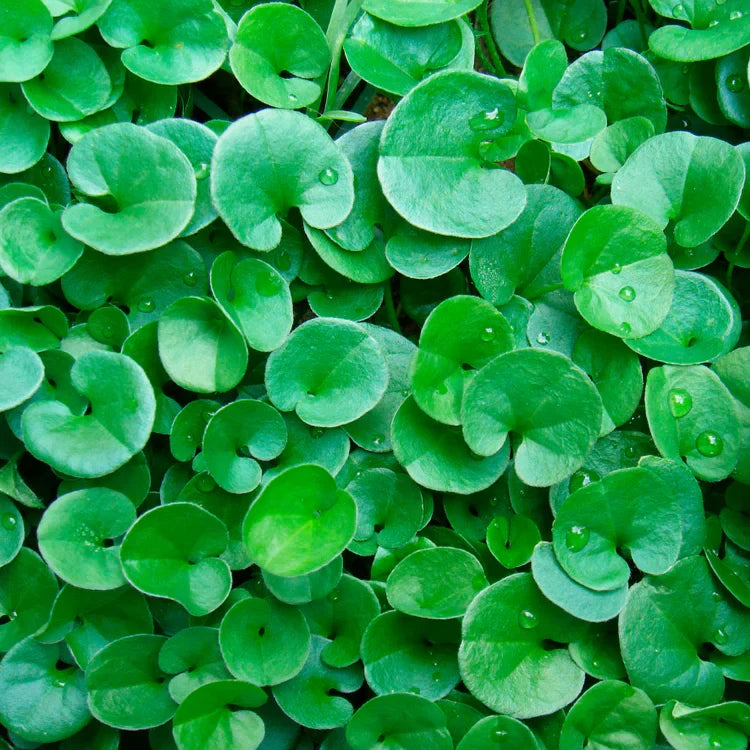 Premium Dichondra Flower seeds for Planting Cottage Garden Essential, Heirloom & GMO Free Seeds for Home Garden seeds