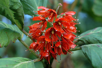 Greyia Sutherlandii Flower seeds for Planting Cut Flower Favorite Heirloom & GMO Free Seeds for Home Garden