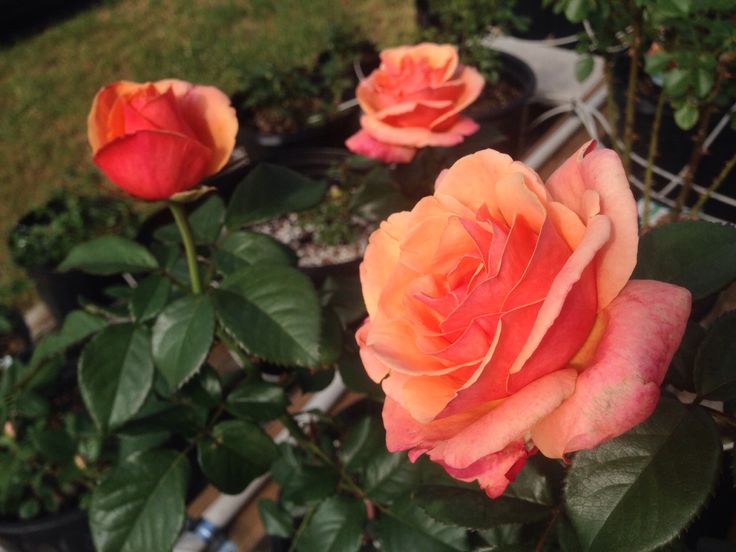 High quality Orange Promise Rose Flower seeds for Planting Bright Blooms, Heirloom & GMO Free Seeds for Home Garden Sale seeds pack