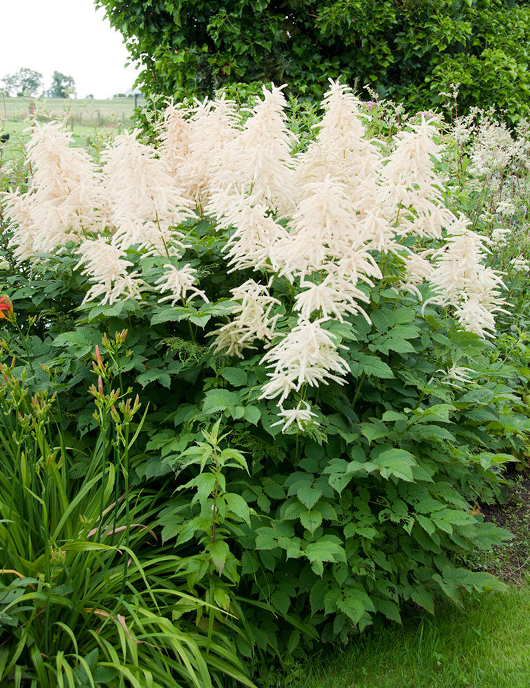 Aruncus Dioicus Flower seeds for Planting Long Bloom Season Heirloom & GMO Free Seeds for Home Garden