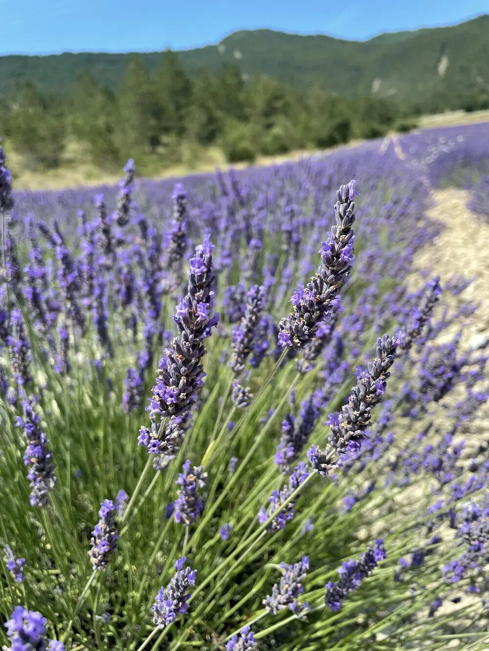 Lavender Provence Flower seeds for Planting Cut Flower Favorite, Heirloom & GMO Free Seeds for Home Garden vegetable and garden seeds