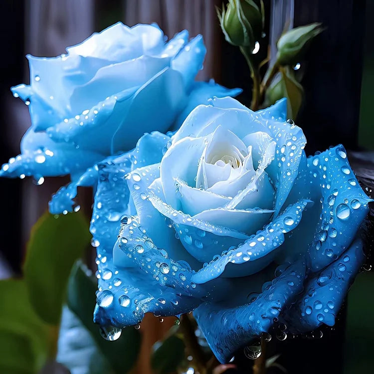 Ice Blue Rose Flower seeds for Planting Cottage Garden Essential, Heirloom & GMO Free Seeds for Home Garden seeds for planting