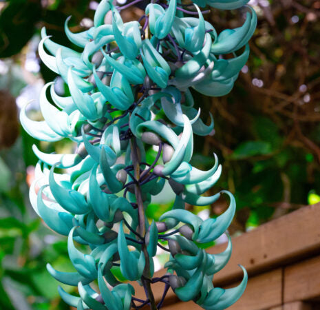 Premium Jade Green Flower seeds for Planting Long Bloom Season, Heirloom & GMO Free Seeds for Home Garden seeds
