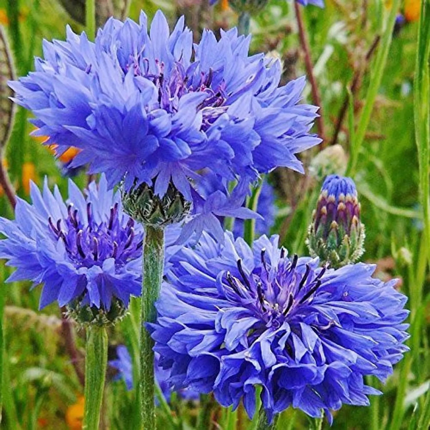 Premium Mixed Bachelor Flower seeds for Planting Cottage Garden Essential, Heirloom & GMO Free Seeds for Home Garden seeds